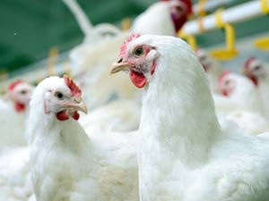 Poulet croissance rapide
