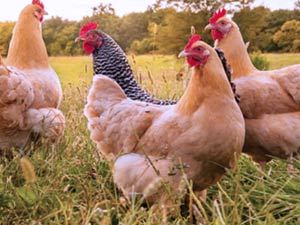 Poulet Fermier Certifié Authentique