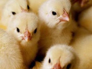 Poussin – Pondeuse