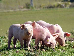 Porc Fermier Plein Air
