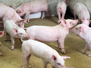 Porcelet 2ème âge – Démarrage