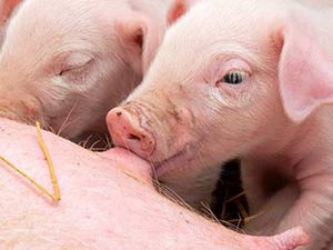 Porcelet 1er âge – Sous la mère