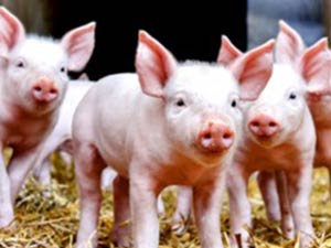 Porcelet 1er âge – Sevrage