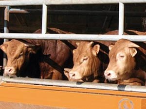 Taurillon et reproducteur