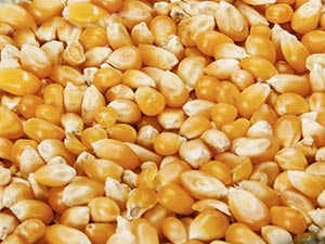 Maïs