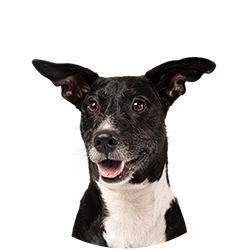 l-dog-food-range Dog Food Range