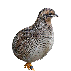 l-farmyard–feed-range Farmyard Feed Range