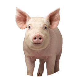 l–pig-feed-range Pig Feed Range