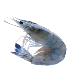 l-shrimp-feed-range Shrimp Feed Range