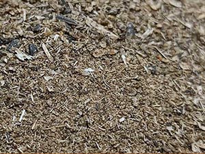 Tournesol (sur commande)