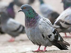 Pigeon