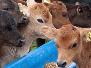 Veau Sevrage – Viande